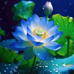 스푼 캐스트 | DJ 天法花(천법화)_하늘에 핀 불교꽃🕉님의 한국 사원의 불교 노래