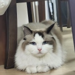 잡았다 요 놈♡҈(@O15K6W)의 프로필 | 스푼 Spoon