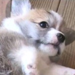 🐶 : 아르릉(@areureung)의 프로필 | 스푼 Spoon