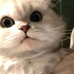 스푼 | 베오 검색 결과