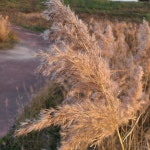 스푼 캐스트 | DJ 뚱이님의 코인노래장