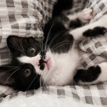 류니아(@nrpko84)의 프로필 | 스푼 Spoon