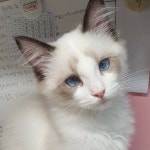 스푼 | 빵야 검색 결과