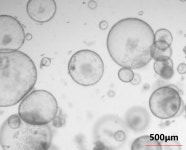 Cytokines for Organoid Culture | 연구용제품 > Bio마켓 | BRIC