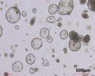 Cytokines for Organoid Culture | 연구용제품 > Bio마켓 | BRIC