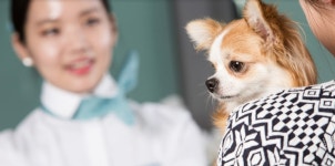 [여행전체크!] ⑥ 반려동물과 함께하는 즐거운 항공여행 – 대한항공 뉴스룸