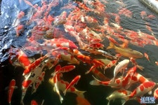 부(富)의 상징 비단잉어 덕분에 中 농민 주머니 두둑