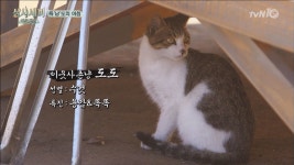 득냥도 옆집냥이 도도의 한우 스틸사건 - 곰TV