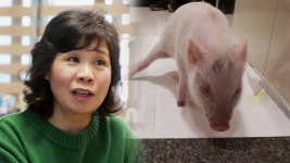 ‘돼지는 지저분하다?’ 편견을 바꾸는 ‘아기돼지 꿀떡이’ - 곰TV