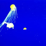 yulily100 さんのプレイリスト | Last.fm