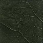 MULENV008 — Suolo | Last.fm