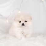 네이버 플레이스 도로시펫 강아지분양 고양이분양 대전점 : 네이버