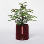 프리미엄 리빙플랫폼 르위켄 [단독최저] (12월특가) 플랫츠 팟커버(화분커버) 크리스마스 에디션 테디 S SET (-12/31)