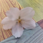 Slow Citi Guest House -슬로시티게스트하우스, 서귀포 (2026년... 요금) Slow Citi Guest House -슬로시티게스트하우스, 서귀포, 대한민국