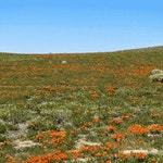 ethanmcauley13 | Tapas ethanmcauley13