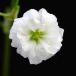 Editas Medicine Inc (EDIT) 주식 포럼 - Investing.com