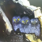 Komipharm International Co Ltd (041960) 주식 포럼 - Investing.com