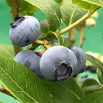 FNGU | MicroSectors FANG+ Index 3X Leveraged ETF 포럼 - Investing.com