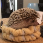 Apex Global Brands Inc 오늘의 주가 | APEX 실시간 티커 - Investing.com