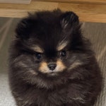 Nexon Games Co Ltd (225570) 주식 포럼 - Investing.com