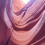 Neogen Corporation 주식 기술분석 (NEOG)