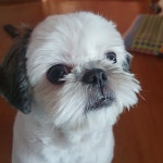 Peoplebio Inc 주식 기술분석 (304840)