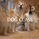 독클래스 DOG CLASS - Google 지도 독클래스 DOG CLASS · 서울특별시 용산구 이태원동 회나무로42길 4