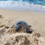 라니아케아 비치 - Google 지도 라니아케아 비치 · 미국 96712 하와이 할아이와