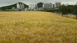 선학, Incheon — South Korea Incheon 선학동 선학, Incheon —  South Korea Incheon 선학동