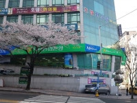 농협은행 부산시청지점, Busan — Lõuna-Korea Busan 연제구 연산5동 1000, telefon 051-868-8711, lahtiolekuajad 농협은행... 