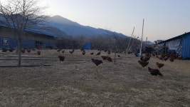 범바구집, 하동군 — 대한민국 경상남도 하동군 하동읍 흥룡리... 055-882-7359 범바구집, 하동군 —  대한민국 경상남도 하동군... 