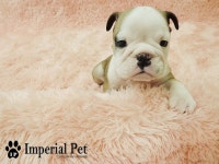 Imperial Pet (임피리얼펫/임페리얼펫), 인천광역시 — 대한민국 인천광역시 계양구 작전동 봉오대로691번길 12, 전화 032-542-2486, 개방... 