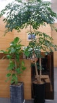 NH농협은행 태평로금융센터, Seoul — दक्षिण कोरिया Seoul 중구 태평로2가 세종대로 92, फोन 02-755... 