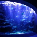 스미다 수족관 - Google 지도 스미다 수족관 · 일본 〒131-0045 Tokyo, Sumida City, Oshiage, 1 Chome−1−2 東京スカイツリータウン... 