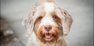 Dog loves smiling Live WP - Latest version for Android - Download APK