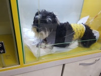 펫25시동물병원, 평택시 — 평택시, 평택로 69, 전화 031-655-6941 펫25시동물병원, 평택시 —  평택시, 평택로 69, 전화 031-655-6941