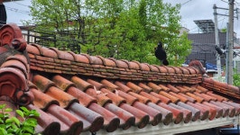 고양이정원, 대전광역시 — 대전광역시, 내동 동서대로1005번길 33, 전화 010-2408-2312 고양이정원, 대전광역시 —  대전광역시... 