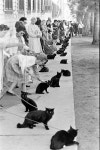 Black Cat Auditions In Hollywood - Ralph Crane — Google Arts & Culture Black Cat Auditions In Hollywood - Ralph Crane - Google... 