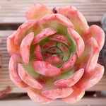 になります* （まとめ）ライオン事務器 : 家具・インテリア デスクラックフ メーカーが - www.clovercooler.com