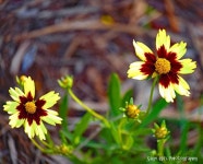 Favorite Images of Harlequin Flowers list Favorite Images of Harlequin Flowers