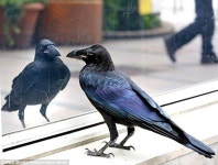 Animals Looking in the Mirror list Animals Looking in the Mirror