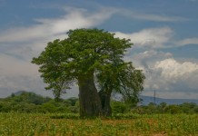 Bayobab tree, Adansonia digitata | Adansonia digitata, the b… | Flickr Bayobab tree, Adansonia digitata