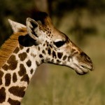 Giraffe Close-up | Close-up of a giraffe in the Serengeti Na… | Flickr Giraffe Close-up