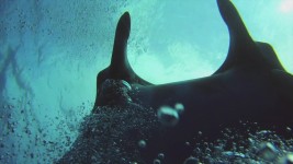 Manta Bubble Bath | Giant Pacific Manta rays like bubbles ro… | Flickr Manta Bubble Bath