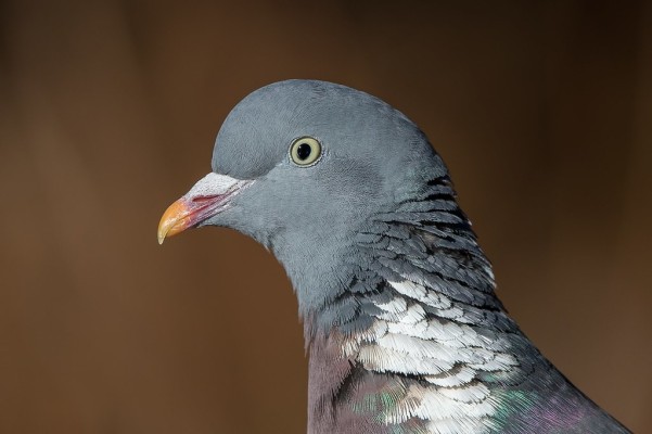Wood Pigeon | Wood Pigeon - Columba Palumbus I managed to sn… | Flickr Wood Pigeon | 웹