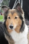 [ MOCITA ] Mayo 2010 | Raza: Rough Collie Sable Edad: 5 años… | Flickr [ MOCITA ] Mayo 2010