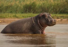 Hippo Portraiture | This guy was just getting up as we were … | Flickr Hippo Portraiture