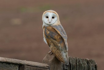 Barn Owl - Tyto alba | A week away in the Scottish Borders w… | Flickr Barn Owl - Tyto alba