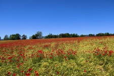 P1280325 | Pompiéry, Alpes de Hautes Provence, France | alainazer | Flickr P1280325