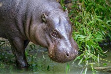 Pygmy hippo half in the water | The male pygmy hippo with th… | Flickr Pygmy hippo half in the water